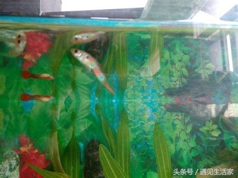 魚缸的魚一直死|為什麼我養的魚老是死？養魚8種死法的正確預防方。